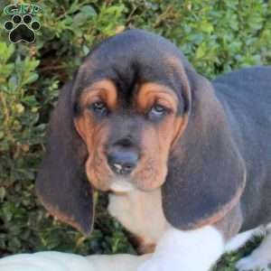 Ebony, Basset Hound Puppy