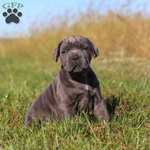 Echo, Cane Corso Puppy