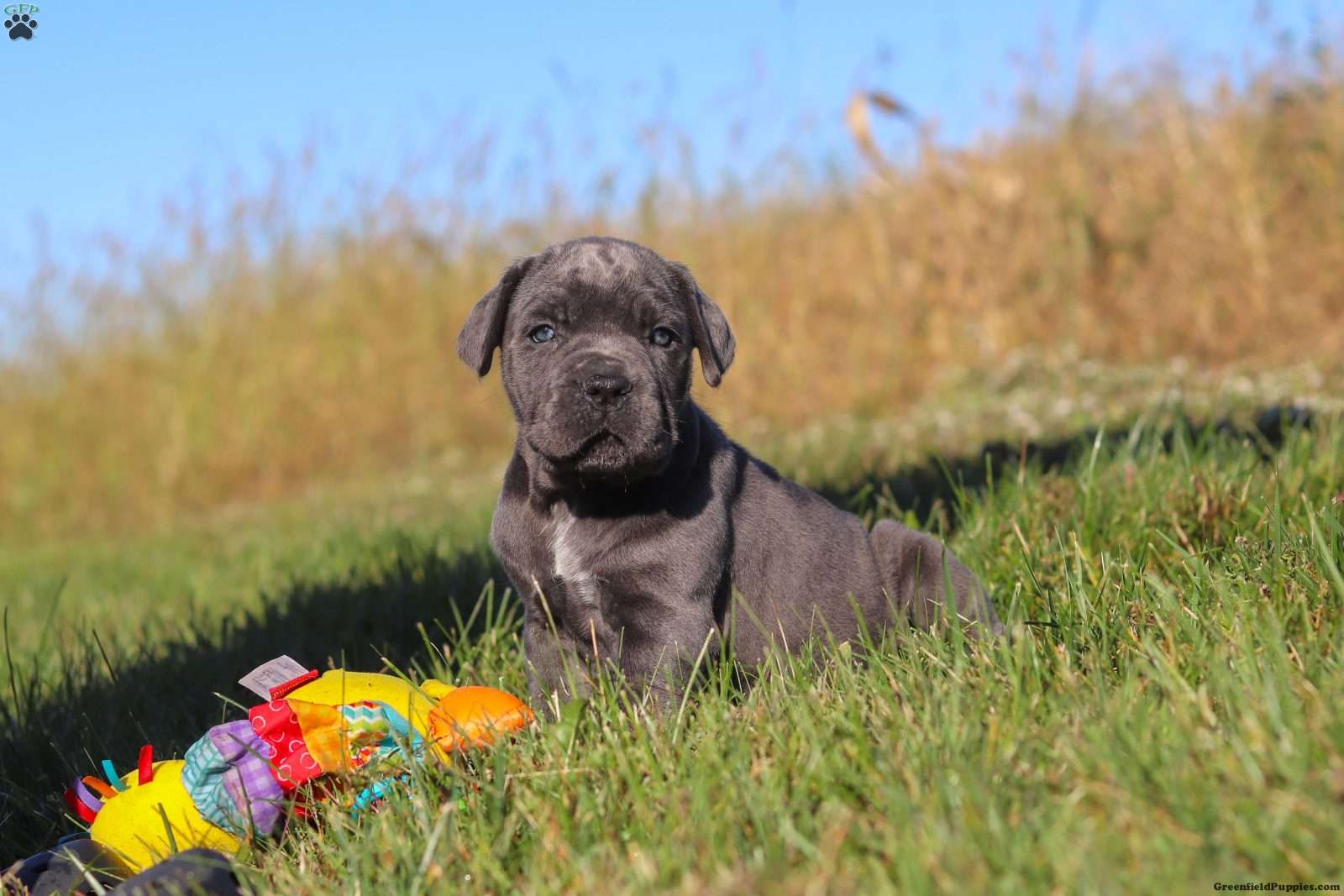 Echo (Cane Corso, Female) in Sugarcreek, OH