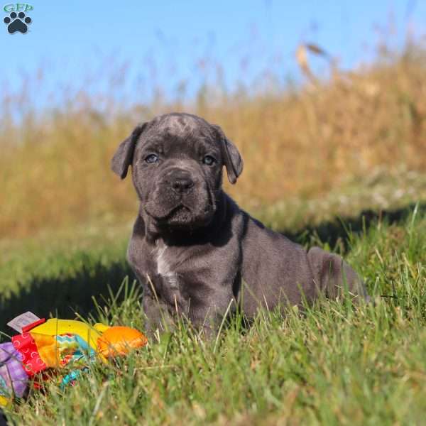 Echo, Cane Corso Puppy