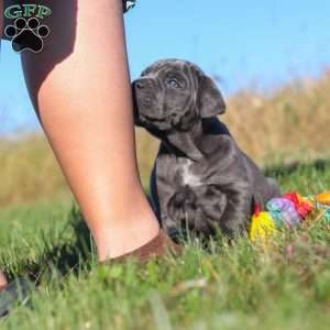 Echo, Cane Corso Puppy