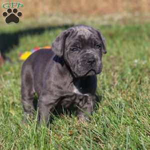 Echo, Cane Corso Puppy
