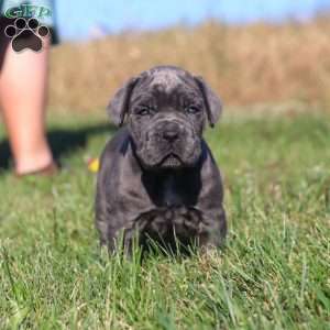 Echo, Cane Corso Puppy