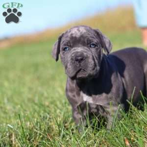 Echo, Cane Corso Puppy