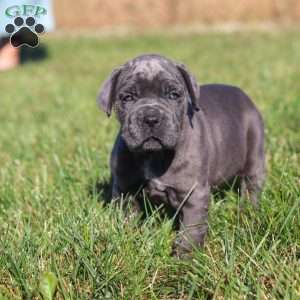 Echo, Cane Corso Puppy