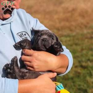 Echo, Cane Corso Puppy
