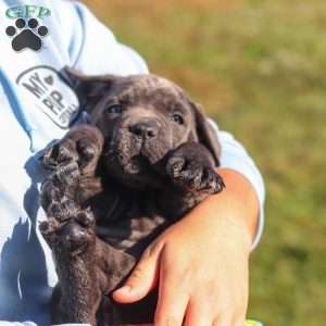Echo, Cane Corso Puppy