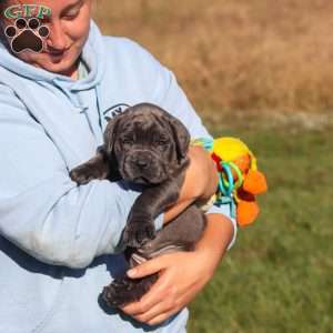 Echo, Cane Corso Puppy