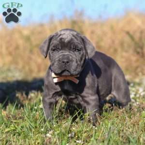 Echo, Cane Corso Puppy