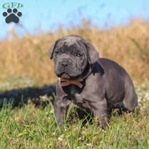 Echo, Cane Corso Puppy