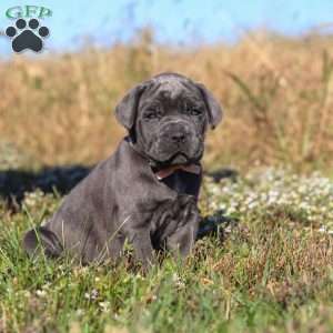 Echo, Cane Corso Puppy