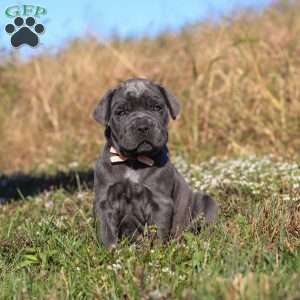 Echo, Cane Corso Puppy
