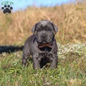 Echo, Cane Corso Puppy