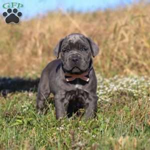 Echo, Cane Corso Puppy
