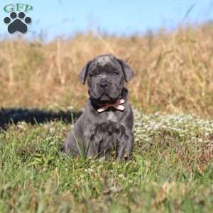 Echo, Cane Corso Puppy