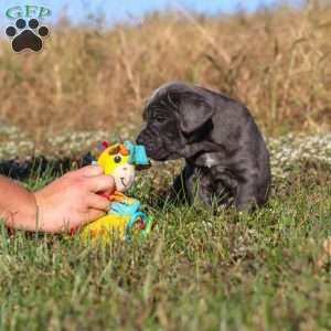 Echo, Cane Corso Puppy