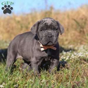 Echo, Cane Corso Puppy