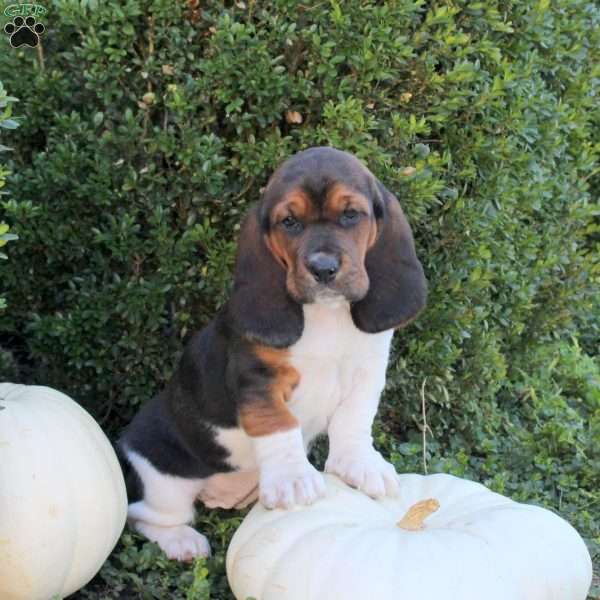 Eclipse, Basset Hound Puppy