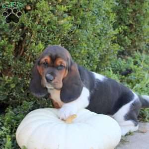 Eclipse, Basset Hound Puppy