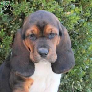 Eclipse, Basset Hound Puppy