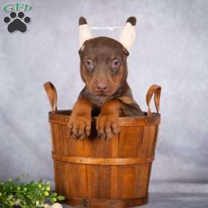 Jett, Doberman Pinscher Puppy