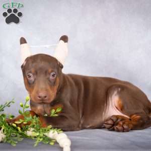 Jett, Doberman Pinscher Puppy