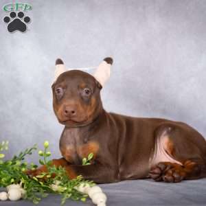 Jett, Doberman Pinscher Puppy