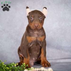 Jett, Doberman Pinscher Puppy