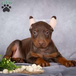 Jett, Doberman Pinscher Puppy