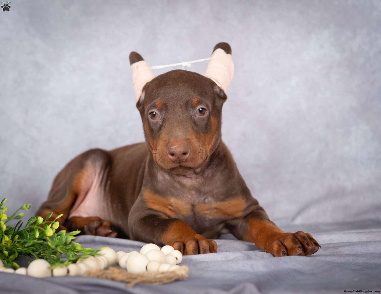Jett (Doberman Pinscher, Male) in Millersburg, PA
