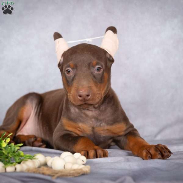 Jett, Doberman Pinscher Puppy