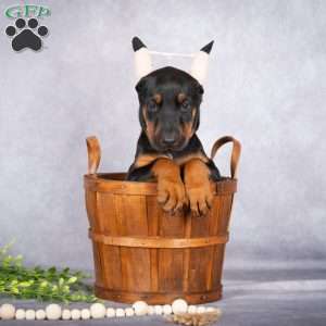 Jade, Doberman Pinscher Puppy