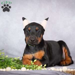 Jade, Doberman Pinscher Puppy