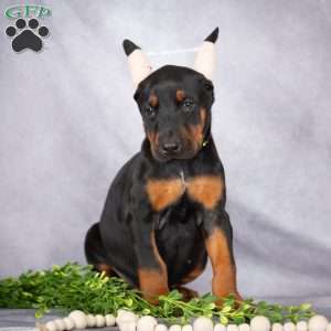 Jade, Doberman Pinscher Puppy