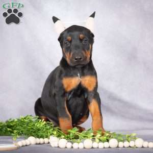 Jade, Doberman Pinscher Puppy