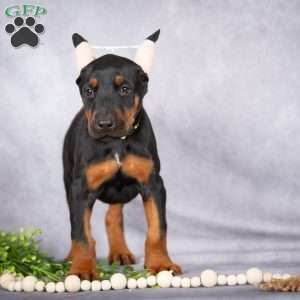 Jade, Doberman Pinscher Puppy