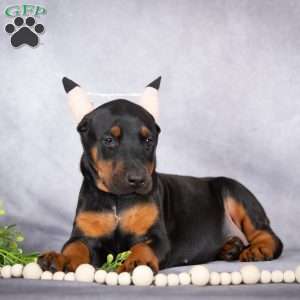 Jade, Doberman Pinscher Puppy
