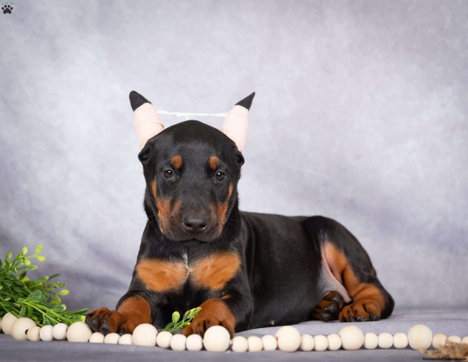 Jade (Doberman Pinscher, Female) in Millersburg, PA