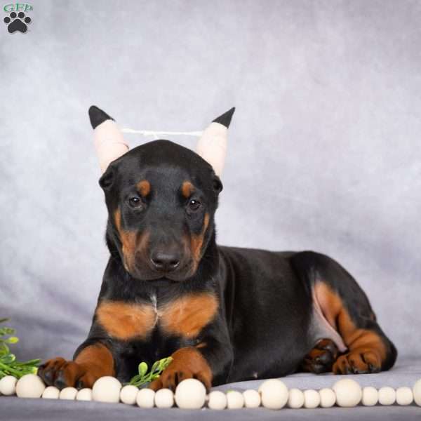 Jade, Doberman Pinscher Puppy