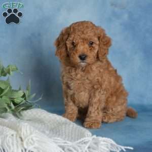 Jovial, Miniature Poodle Puppy