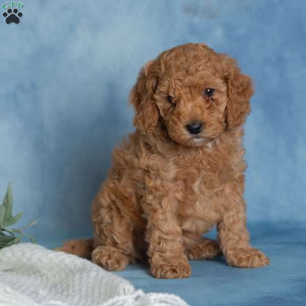 Jovial, Miniature Poodle Puppy