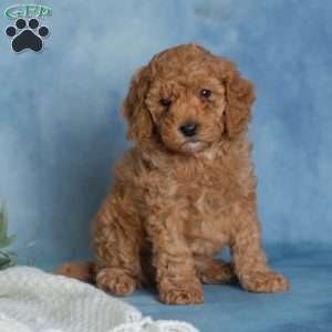 Jovial, Miniature Poodle Puppy