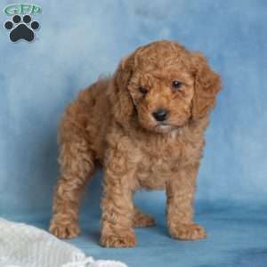 Jovial, Miniature Poodle Puppy