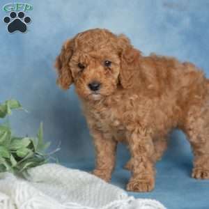Jovial, Miniature Poodle Puppy