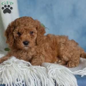 Jovial, Miniature Poodle Puppy