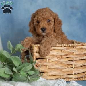 Jovial, Miniature Poodle Puppy