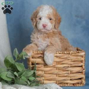 Jubilee, Miniature Poodle Puppy