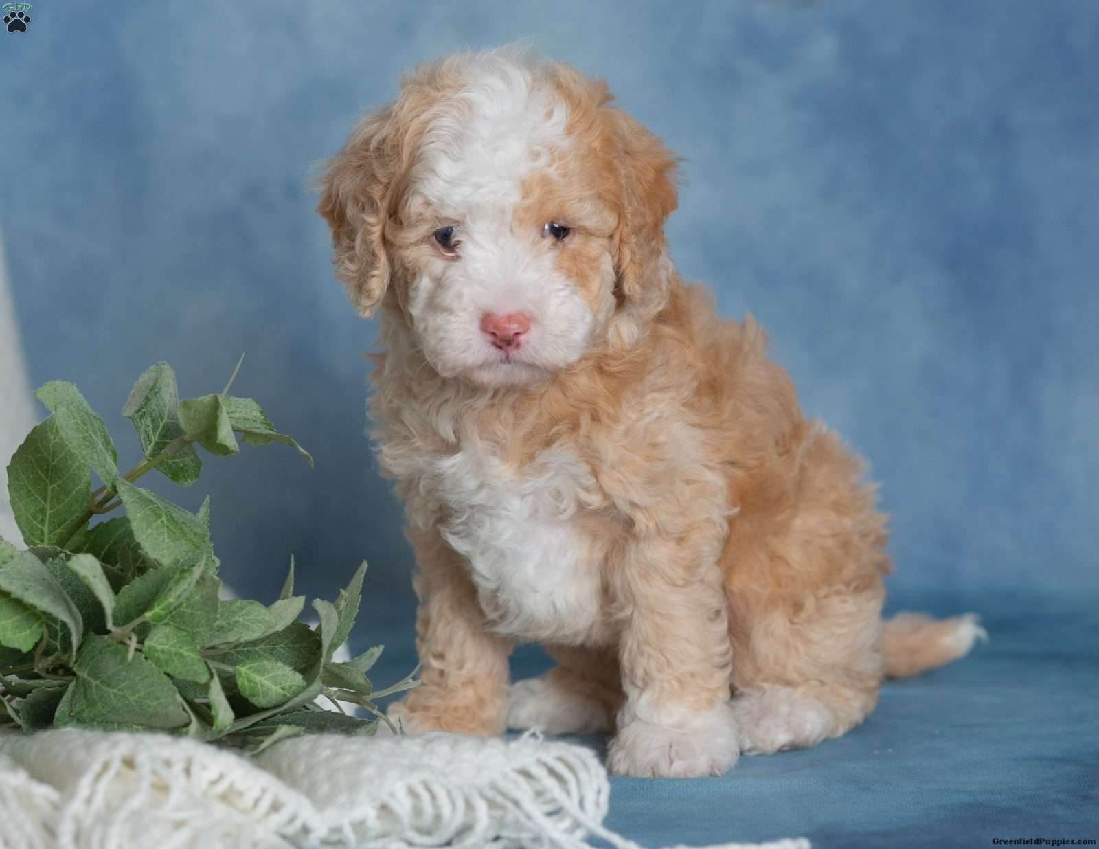 Jubilee (Miniature Poodle, Male) in Millersburg, PA