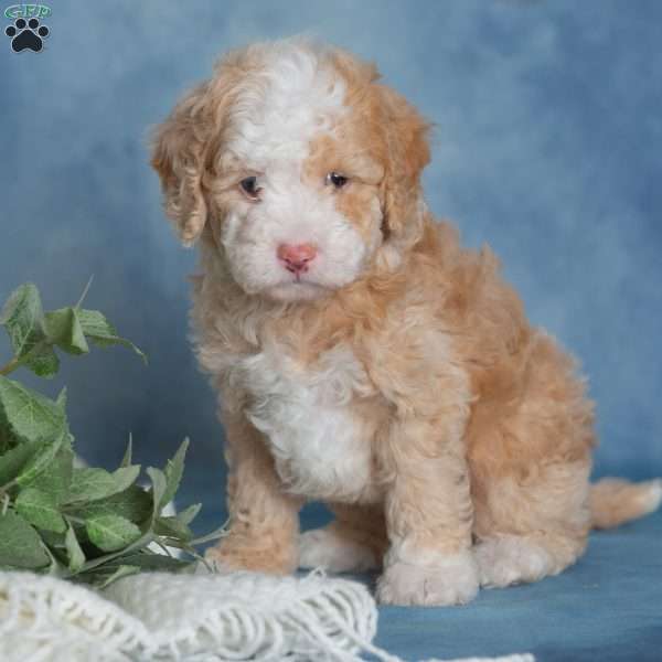 Jubilee, Miniature Poodle Puppy