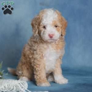 Jubilee, Miniature Poodle Puppy